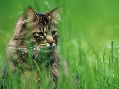 Фотогалерея \"Коты и кошки\" - \"Кот в траве\" - Фото породистых и беспородных  кошек и котов.