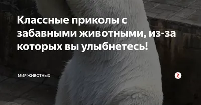 Классные приколы с забавными животными, из-за которых вы улыбнетесь! | Мир  животных | Дзен