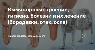 Вымя коровы строение, гигиена, болезни и их лечение (бородавки, отек, оспа)  | Спаси Господи | Дзен