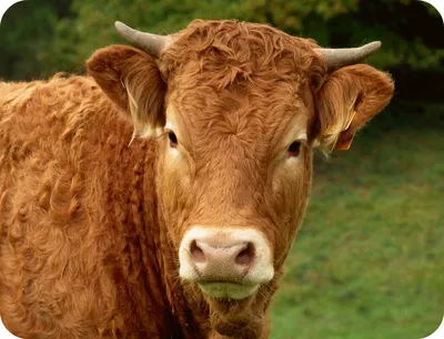 Как коровы помогли людям справиться с оспой | БиоПитомник Стезар 🐭 | Дзен