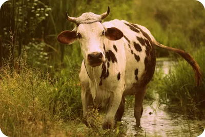 Как коровы помогли людям справиться с оспой | БиоПитомник Стезар 🐭 | Дзен