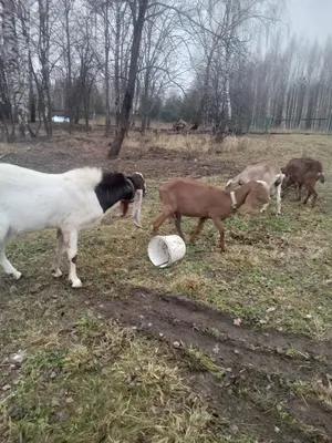 Сельское хозяйство - Новости