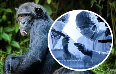 Оспа обезьян - Ханты–Мансийский клинический противотуберкулезный диспансер