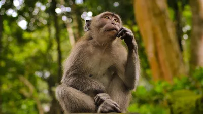 Оспа обезьян: симптомы, распространение, лечение | РБК Тренды