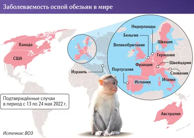 Поставить точки: обезьянья оспа могла распространиться по всей Европе |  Статьи | Известия