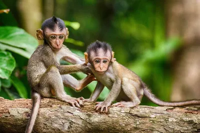 Оспа обезьян: полный перечень вопросов и ответов - Life4me+