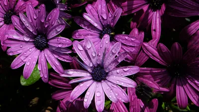 Картинки цветок Остеоспермум капель фиолетовая вблизи 3840x2160