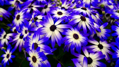 Скачать 2048x1152 остеоспермум, цветы, клумба, пурпурный обои, картинки  ультраширокий монитор