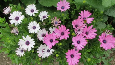 Остеоспермум цветок: фото, описание, выращивание из семян и рассадой,  посадка, уход
