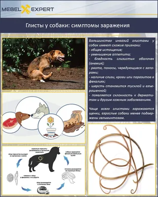 Виды гельминтов у собак (63 фото) - картинки sobakovod.club