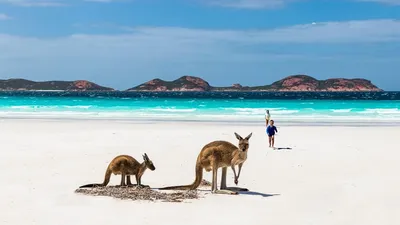остров Кенгуру, Австралия — Фото №79316