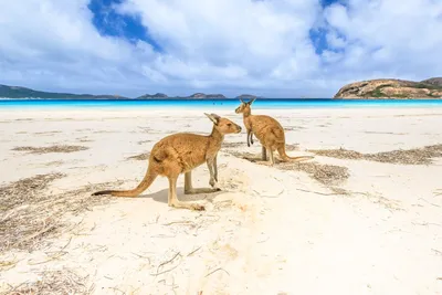 Остров кенгуру, южная Австралия Стоковое Изображение - изображение  насчитывающей поясом, разнообразно: 73667513