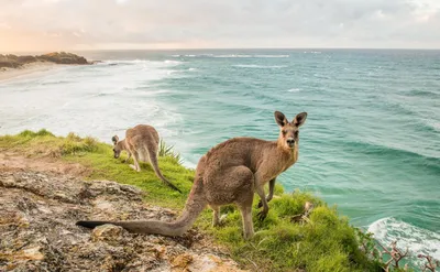 Остров Кенгуру, Австралия — города и районы, экскурсии,  достопримечательности Острова Кенгуру от «Тонкостей туризма»