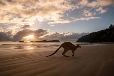 Прыгающие кенгуру на острове кенгуру в австралии на пляже | Премиум Фото