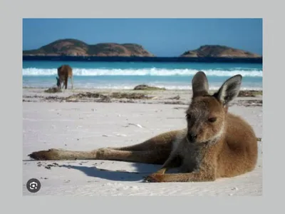 The Less Known Australia – Kangaroo Island | SBS Bulgarian