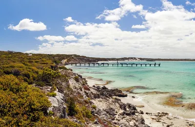 Стоковая фотография 1030930228: Kangaroo On Lucky Bay Cape Le | Shutterstock