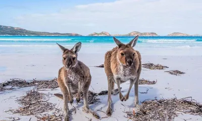 Остров Кенгуру: последний кусочек настоящей Австралии, куда еще не  добрались кролики
