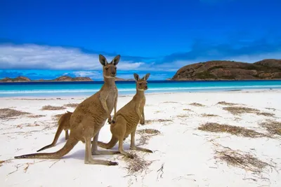 Австралия, о. Кенгуру, Страны - Где отдохнуть? Экскурсионные туры, Пляжные  туры