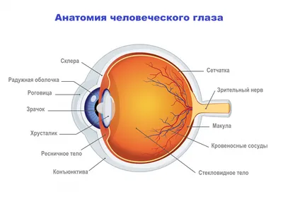 Современные методы лечения гайморита — Медицинский центр «Целитель»