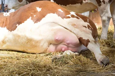 Отек после рождения. Физиологопсихологический отек беременности. Вымя коровы  Стоковое Изображение - изображение насчитывающей мастит, воспаление:  206418521