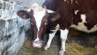 Чаще токсическим маститом болеют коровы в первый месяц после отела —  Валерий Лотоцкий