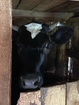 Бородавки, папилломы на вымени у коров: почему, как лечить, убрать, вывести