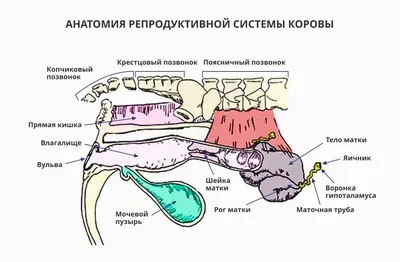 Сужение молочного канала и мастит у коровы. [ТЕРАПИЯ] - YouTube