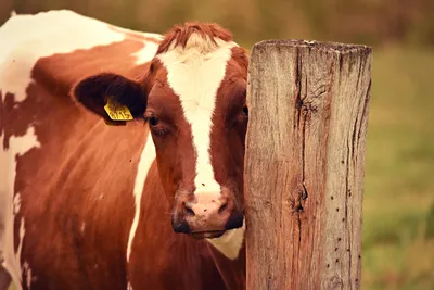 Агроапэкс - Товары И Оборудование Для Животноводства - 🐄После отела коровы  (или первотелки) необходимо применять определенные меры, которые направлены  на повышение молочной продуктивности. ➡️Подобные мероприятия принято  называть раздоем коровы ...