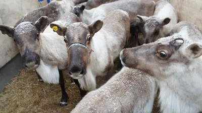 В Подмосковье начался отел коров - В регионе - РИАМО в Реутове