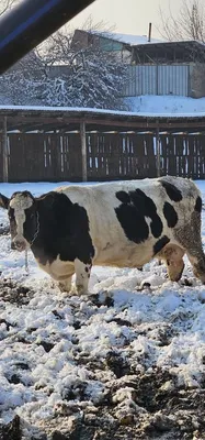 Календарь отела коров по дате осеменения | ООО «Коджент Рус»