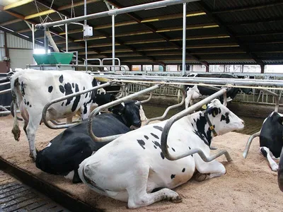 Про коров и молоко | Пикабу