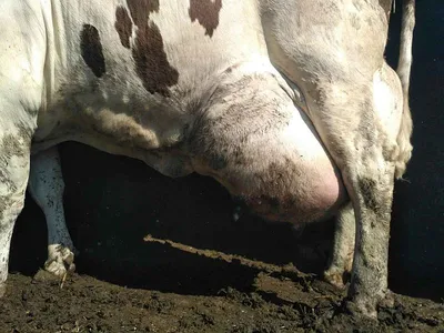 Ждем отел. Корова перед отелом. A cow before calving. - YouTube