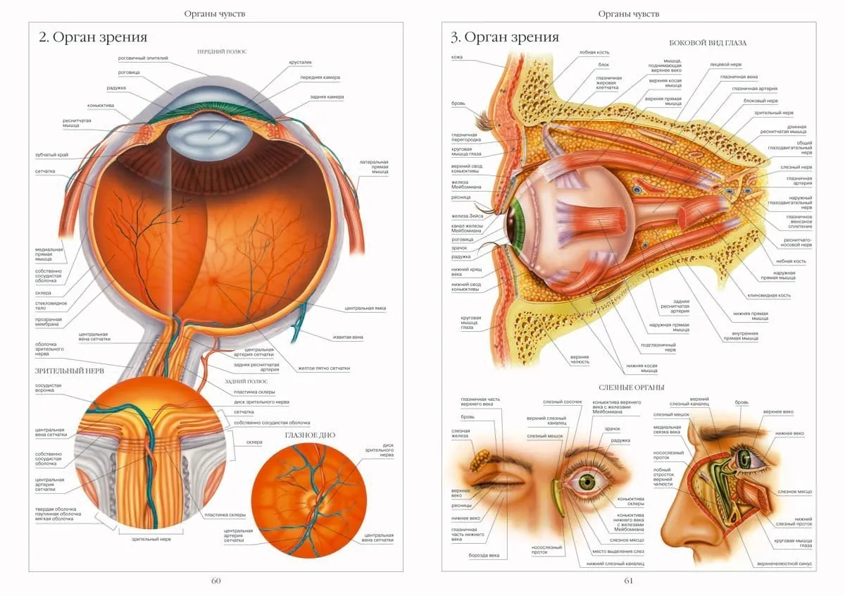 Глаза являются органом человека. Анатомические структуры органа зрения анатомия. Строение глаза человека анатомия. Анатомическое строение глаза человека. Строение глаза человека анатомический атлас.