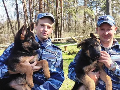 У тверских полицейских-кинологов пополнение - три щенка немецкой овчарки -  ТИА