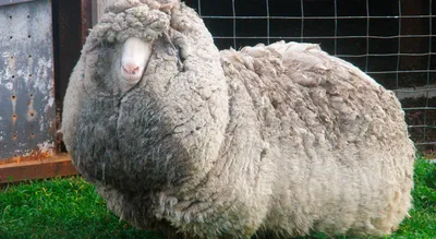 Овцы породы меринос – Голоса за животных