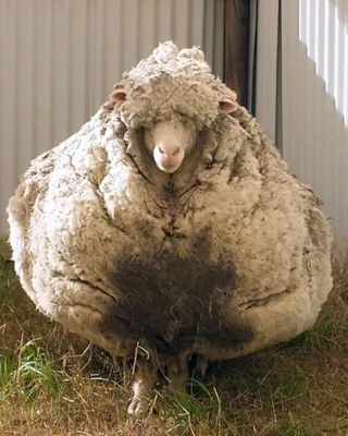 Животноводство - Меринос - особая порода овец, чья шерсть отличается самыми  длинными и тонкими волокнами. Не будет преувеличением сказать, что это  легендарная порода. До 1765 года попытки вывезти эту высококачественную  шерсть из