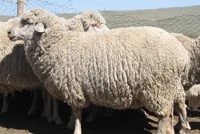 Чудовищно заросшую овцу будет стричь чемпион Австралии - BBC News Русская  служба