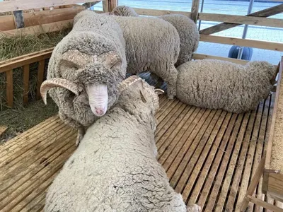 В Австралии с овцы, которая потерялась,несколько лет назад, сняли 40  килограммов шерсти - Новости на KP.UA