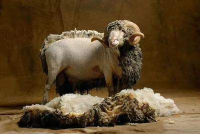 Eттi меринос: молодец среди овец — Казахский научно-исследовательский  институт животноводства и кормопроизводства