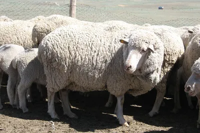 Асканийская овца — Википедия