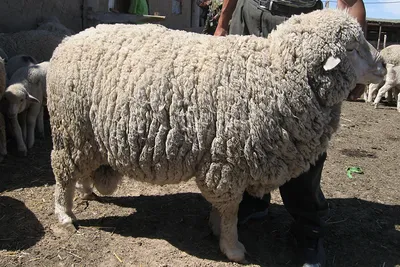 Меринос – самая шерстяная овца | Радость бытия - Жизнь за городом | Дзен