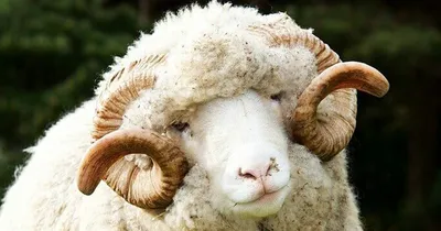Элитных дагестанских овец будут разводить в Беларуси - Российская газета