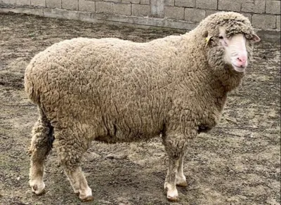 Советский меринос - порода овец