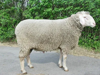 Опыт разведения породы овец манычский меринос - YouTube