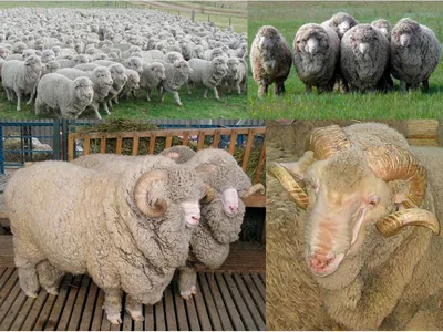 Новую породу овец вывели в Дагестане - Юг и Северный Кавказ || Интерфакс  Россия