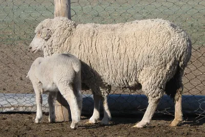 Мериноландшаф овца, заказать из Европы - ТД Эльстадо