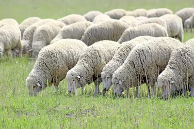 Овца Австралийский меринос для вашего фермерского хозяйства с доставкой по  России