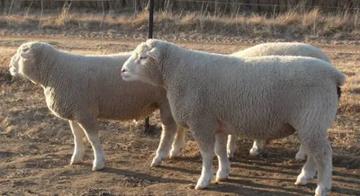 Продаются овцы Меринос и Мериноланд