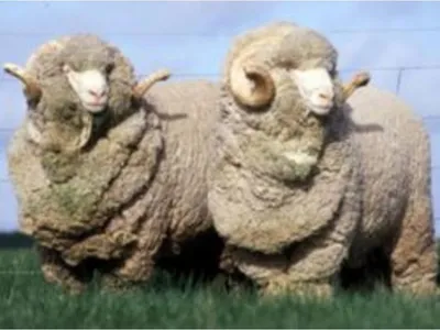 овцы merino стоковое изображение. изображение насчитывающей сельско -  14905519