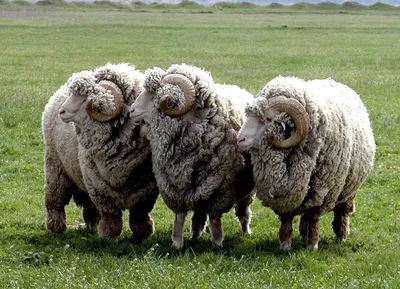 Репарин - Овца, отбившаяся от отары, найдена 5 лет спустя😀... | Facebook